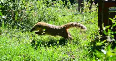 Biodiversidad: La provincia ya liberó más de 350 animales silvestres en 2025