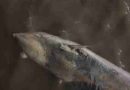 Alerta y misterio en el Río de la Plata: Apareció otra ballena muerta en la Costanera y son dos en una semana