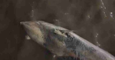 Alerta y misterio en el Río de la Plata: Apareció otra ballena muerta en la Costanera y son dos en una semana