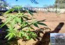 Interrumpen la producción de 3 millones de dosis de marihuana