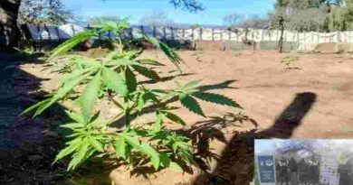 Interrumpen la producción de 3 millones de dosis de marihuana