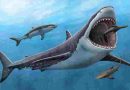 Australia: El estudio que busca la fórmula definitiva para evitar los ataques de tiburones en las playas