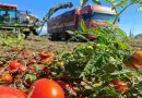 México: El gobierno rechaza el impuesto del 17,09 % a sus tomates por Estados Unidos