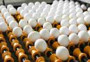 Huevos que rompen la calma en Estados Unidos por un brote de salmonela