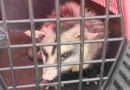 Protección animal: Rescataron más de 100 animales en lo que va del año en la ciudad de Rosario