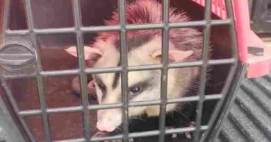 Protección animal: Rescataron más de 100 animales en lo que va del año en la ciudad de Rosario