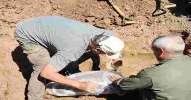 Entre Ríos: Extraen restos fósiles de un gliptodonte hallado en zona rural