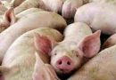 Confirmaron caso de triquinosis y emiten un alerta sobre el consumo de cerdo sin control sanitario