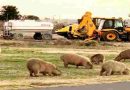 La cautelar que protegía a los carpinchos en Nordelta fue revocada