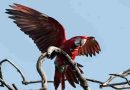Indignación en Corrientes porque mataron con una gomera al guacamayo rojo “Charrúa”