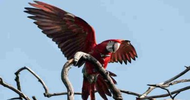 Indignación en Corrientes porque mataron con una gomera al guacamayo rojo “Charrúa”