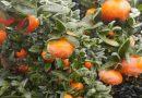 Entre Ríos: Disponen emergencia agropecuaria por heladas y granizo
