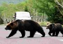 Récord en Japón: Siete muertos por ataques de osos en lo que va del año