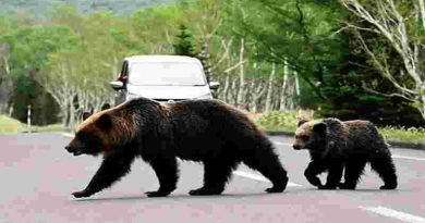 Récord en Japón: Siete muertos por ataques de osos en lo que va del año