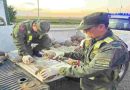Santa Fe: Trasladaban 166 tortugas dentro de bolsas arpilleras en un cargamento de cebollas