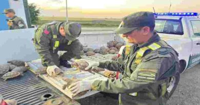 Santa Fe: Trasladaban 166 tortugas dentro de bolsas arpilleras en un cargamento de cebollas