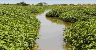 Delta del Paraná: la Justicia falló a favor del Municipio para recuperar 800 hectáreas de humedales Delta del Paraná: la Justicia falló a favor del Municipio para recuperar 800 hectáreas de humedales