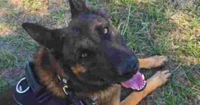 Perros de la PDI se consagraron campeón y subcampeón argentinos en una prestigiosa competencia en Córdoba