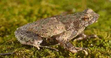 El sapo cornudo en su variante desconocida vive en China