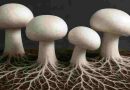 Biotecnología: por qué la raíz del hongo puede revolucionar la industria