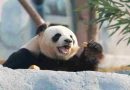 China: La nueva base de panda recibió a más de 6.000 visitantes en su debut