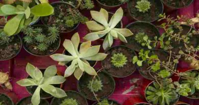 Durante enero se dictarán dos talleres en la Escuela de Jardinería