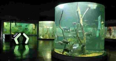 Verano en el Acuario del Río Paraná: Convocatoria para colonias y polideportivos