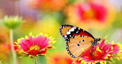 ¿Cómo se perdió el eco eterno de la belleza?