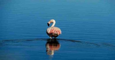 Una laguna de Mendoza se incorpora a la Red Hemisférica de Reservas de Aves Playeras