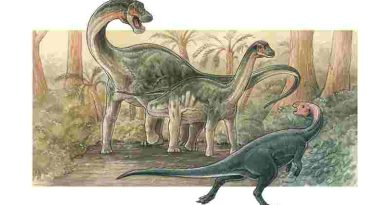 Descubren una nueva especie de dinosaurio saurópodo en Neuquén