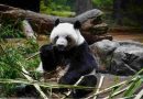 Tristeza en Japón: Por primera vez en 50 años, se queda sin pandas
