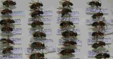 Promueven la creación de un programa de “Protección Integral de Abejas”