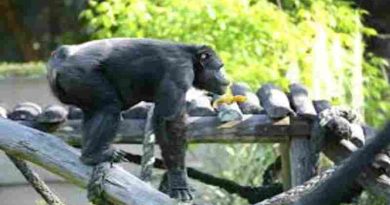 Murió Tomy, el histórico chimpancé del ex Zoológico de La Plata