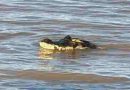 Susto en Rosario, apareció un yacaré gigante en la costa