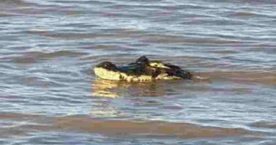 Susto en Rosario, apareció un yacaré gigante en la costa