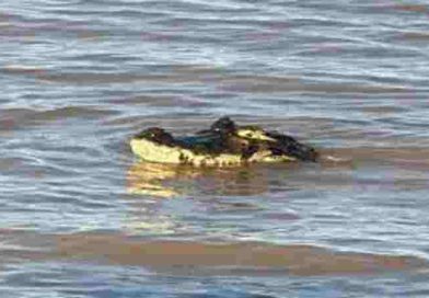 Susto en Rosario, apareció un yacaré gigante en la costa