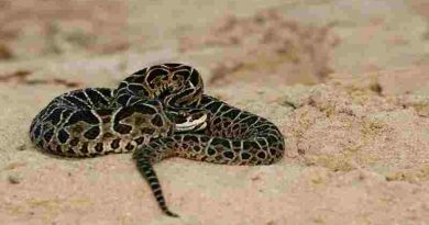 Santiago del Estero: Un adolescente fue mordido por una yarará