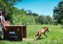 Biodiversidad: la provincia liberó un aguará guazú recuperado en La Esmeralda