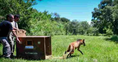 Biodiversidad: la provincia liberó un aguará guazú recuperado en La Esmeralda