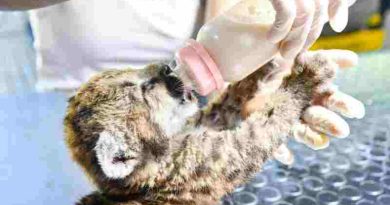 Santa Fe refuerza las sanciones por caza ilegal y delitos contra la fauna