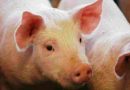 El sector porcino consolida su producción con créditos por $14.000 millones