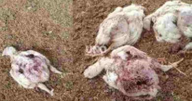 Una jauría atacó y mató a más de 2.000 pollos en Recreo Sur