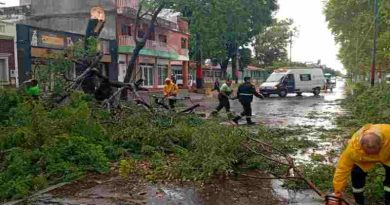 Tormenta en Rosario: Ráfagas de hasta 102 km/h provocaron más de 250 intervenciones de cuadrillas municipales