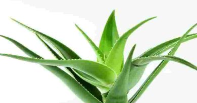 Día Mundial de la Vida Silvestre: la importancia de las plantas medicinales y aromáticas