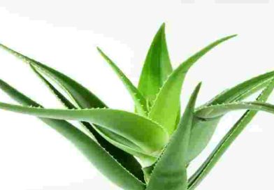 Día Mundial de la Vida Silvestre: la importancia de las plantas medicinales y aromáticas