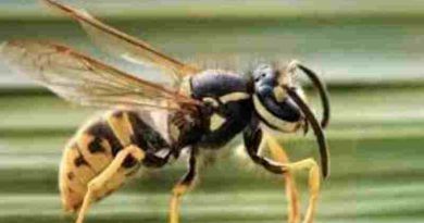 Neuquén: Un hombre murió atacado por un enjambre de avispas