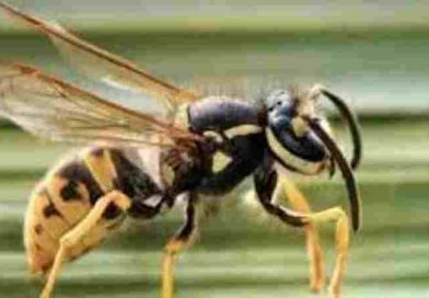 Neuquén: Un hombre murió atacado por un enjambre de avispas