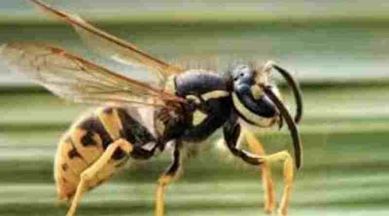 Neuquén: Un hombre murió atacado por un enjambre de avispas