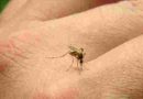 Alerta por el aumento de casos de chikungunya