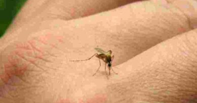 Alerta por el aumento de casos de chikungunya